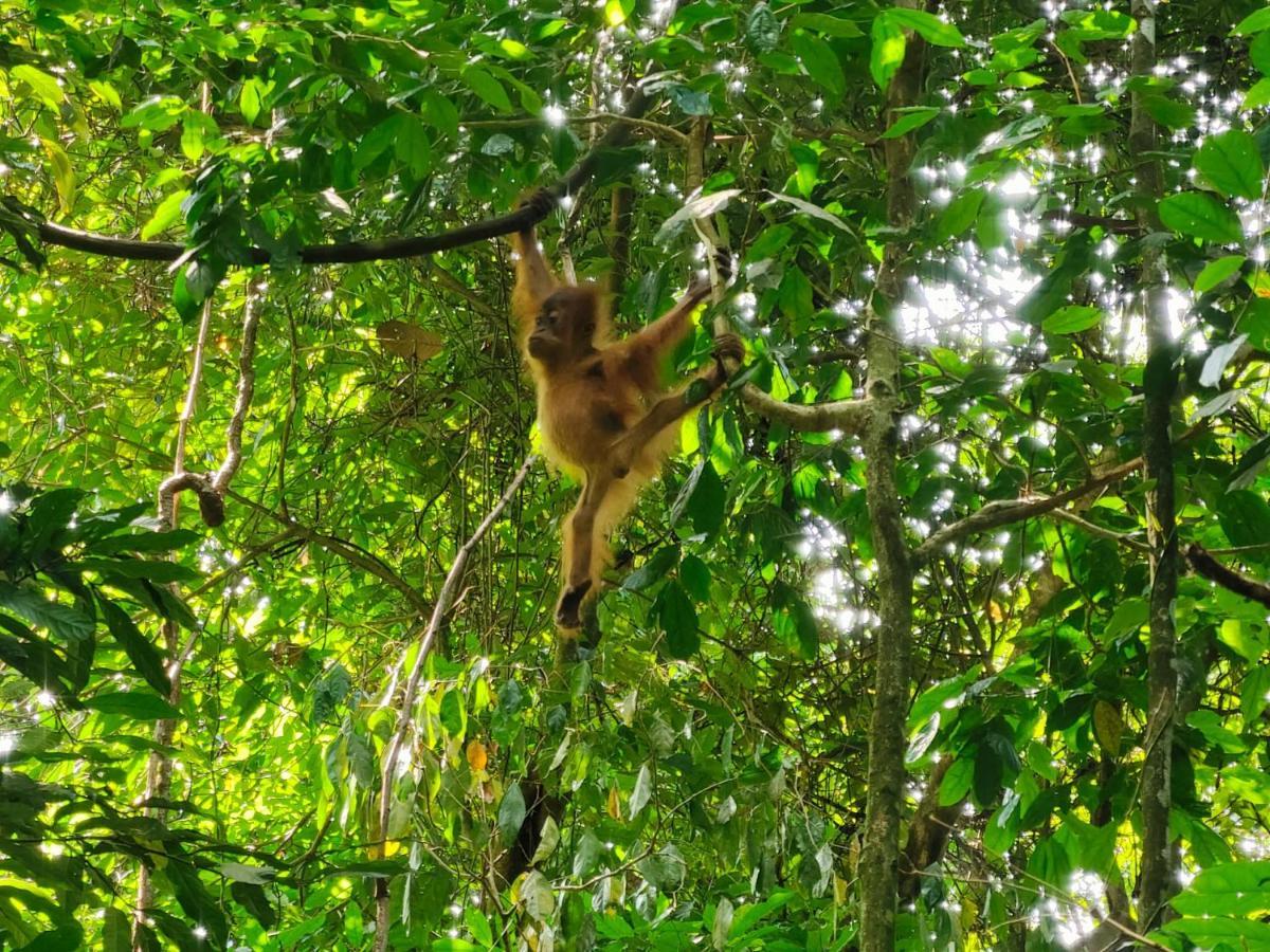 Asim Paris Guesthouse & Jungle Trekking Bukit Lawang Kültér fotó