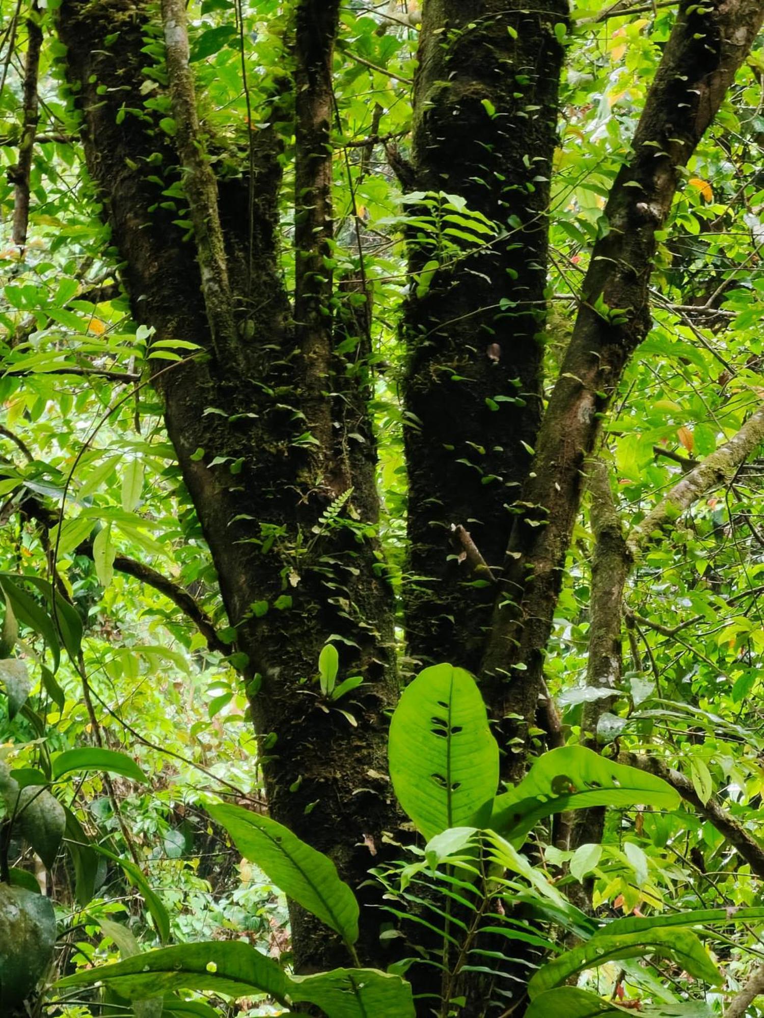Asim Paris Guesthouse & Jungle Trekking Bukit Lawang Kültér fotó