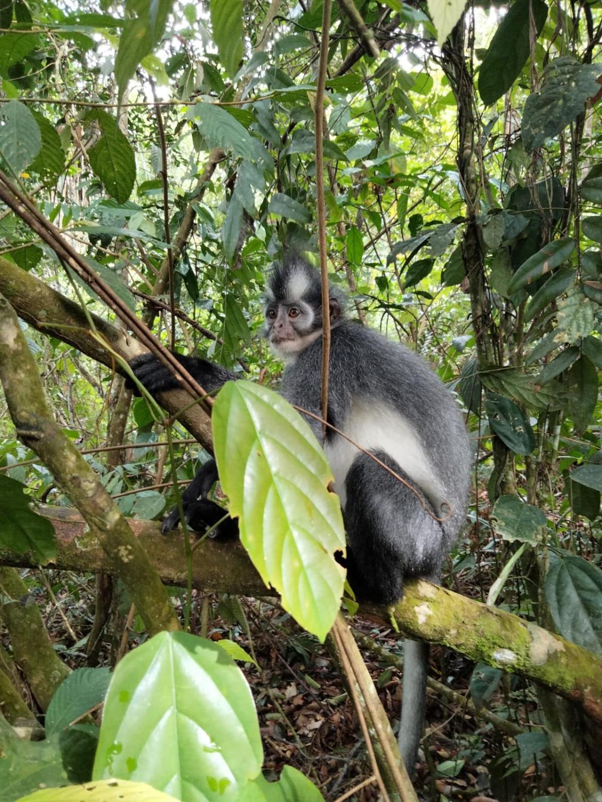 Asim Paris Guesthouse & Jungle Trekking Bukit Lawang Kültér fotó