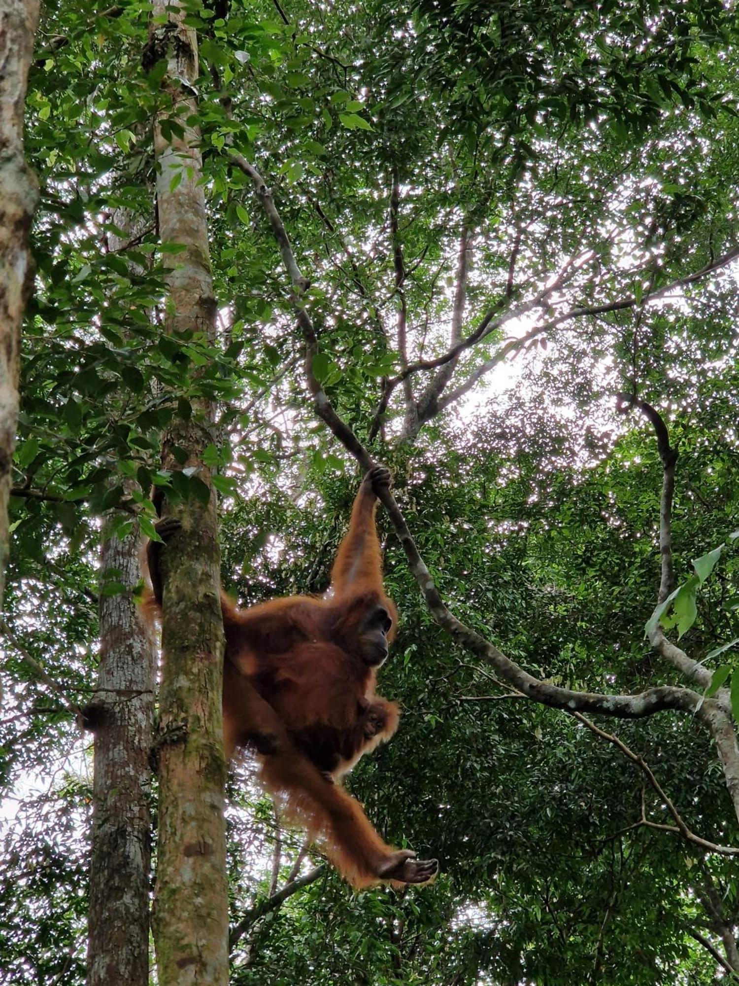 Asim Paris Guesthouse & Jungle Trekking Bukit Lawang Kültér fotó