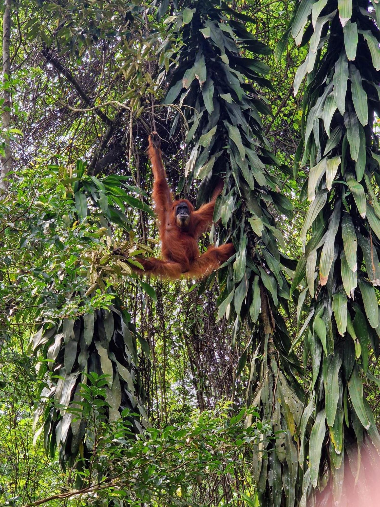 Asim Paris Guesthouse & Jungle Trekking Bukit Lawang Kültér fotó